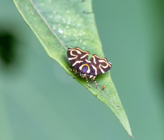 Hemerophila albertiana