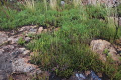 Alectra sessiliflora