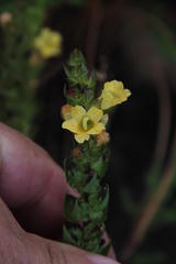 Alectra sessiliflora