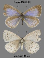 Celastrina echo nigrescens