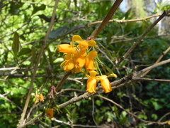 Berberis negeriana