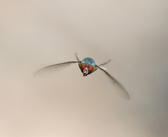 Brachyopa insensilis