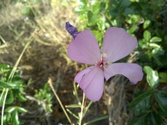 Clarkia gracilis