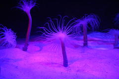 Ceriantheopsis austroafricanus