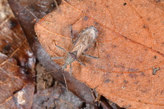 Lisarda rhypara