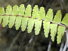 Asplenium formosum
