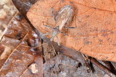 Lisarda rhypara