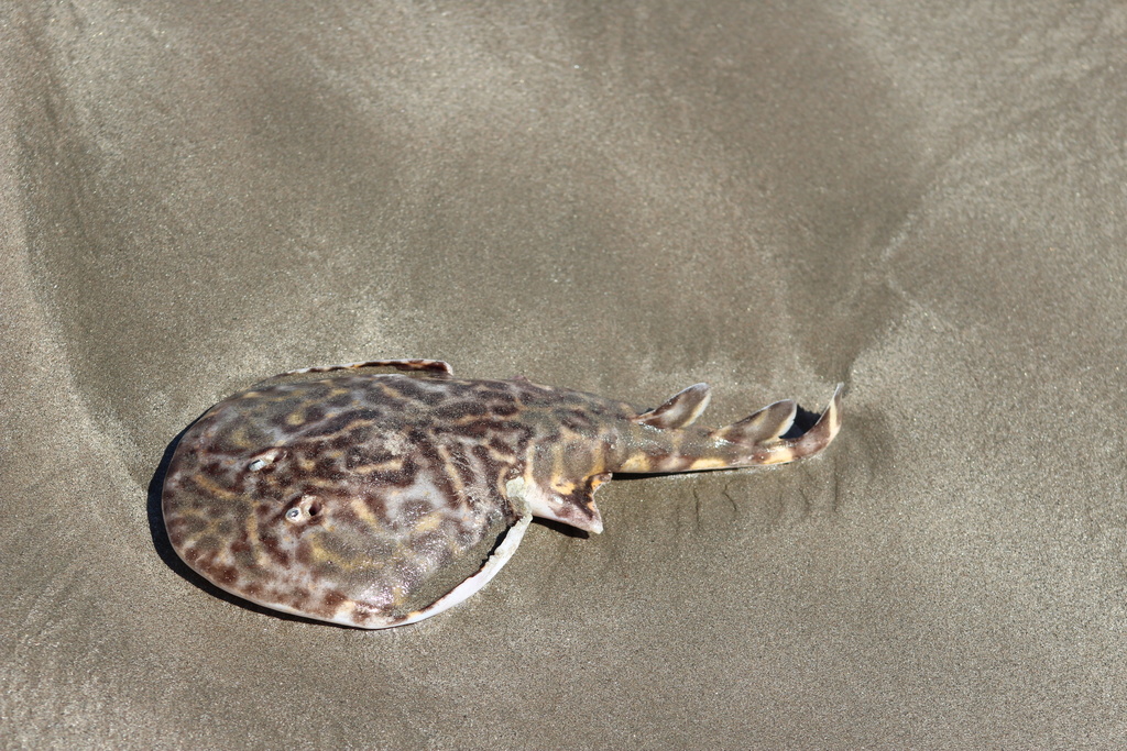 Vermiculate electric ray (Narcine vermiculatus) — Narcinidae