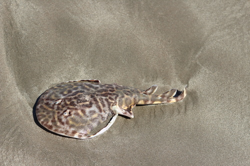 Vermiculate electric ray (Narcine vermiculatus) — Narcinidae