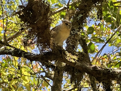 Troglodytes sissonii