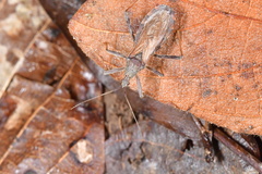 Lisarda rhypara