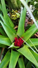 Aechmea recurvata