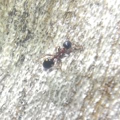 Dolichoderus quadripunctatus