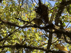 Troglodytes sissonii