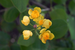 Berberis rotundifolia