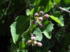 Berberis rotundifolia