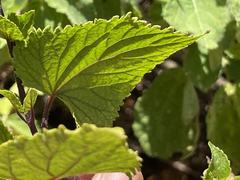 Ageratina pichinchensis