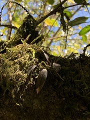 Acianthera unguicallosa