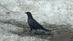 Corvus brachyrhynchos