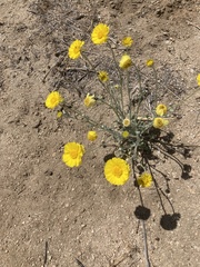 Baileya pleniradiata