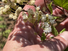 Ageratina pichinchensis