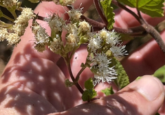 Ageratina pichinchensis