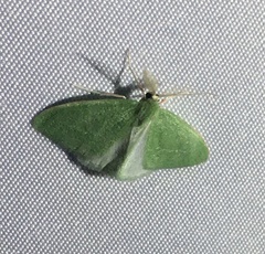 Synchlora faseolaria