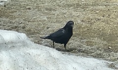 Corvus brachyrhynchos