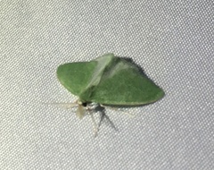 Synchlora faseolaria