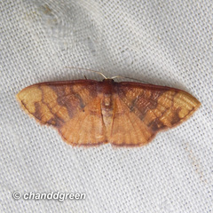 Metallaxis semipurpurascens