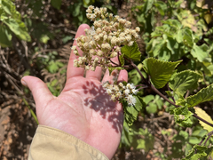 Ageratina pichinchensis