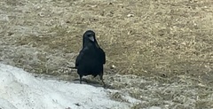 Corvus brachyrhynchos