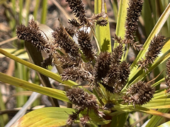 Cyperus duripes
