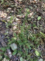 Galium mexicanum mexicanum