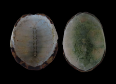 Kinosterninae