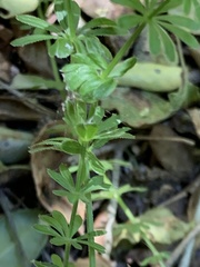 Galium mexicanum mexicanum