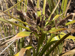 Cyperus duripes