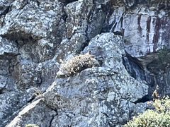 Buteo jamaicensis socorroensis
