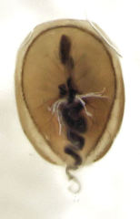 Phacophallus parumpunctatus