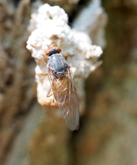 Brachyopa insensilis