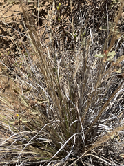 Aristida vaginata