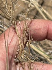 Aristida vaginata