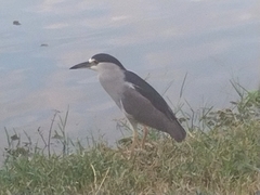 Nycticorax nycticorax