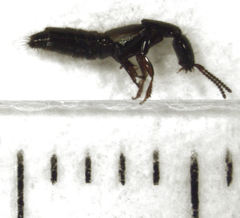 Phacophallus parumpunctatus