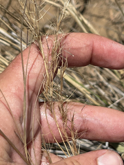 Aristida vaginata