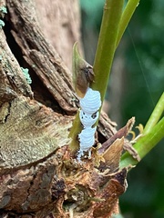 Enchenopa squamigera