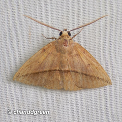 Ugia purpurea