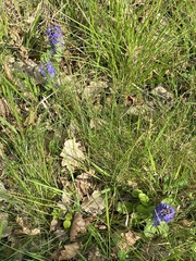 Ajuga genevensis
