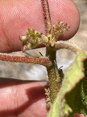 Hibiscus diversifolius diversifolius