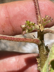 Hibiscus diversifolius diversifolius